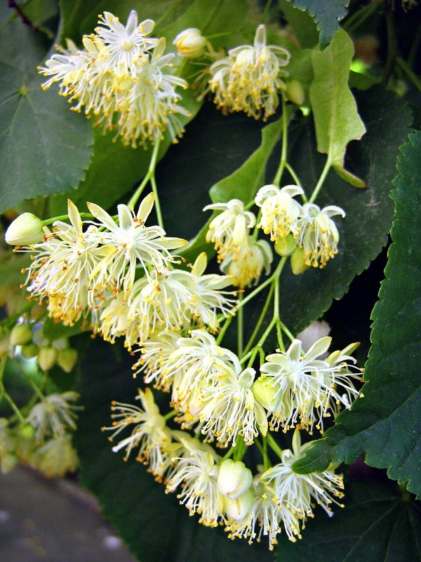 Ihlamur (100 g)